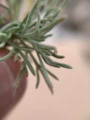 Picradeniopsis pringlei