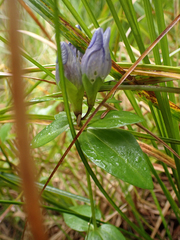 Gentiana sceptrum