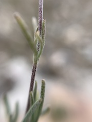 Picradeniopsis pringlei