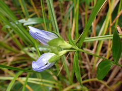 Gentiana sceptrum