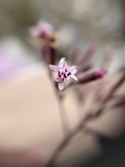 Stevia viscida