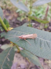 Limnephilus