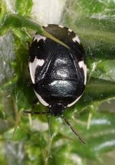 Tritomegas sexmaculatus