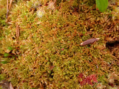 Sphagnum austinii