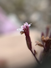 Stevia viscida