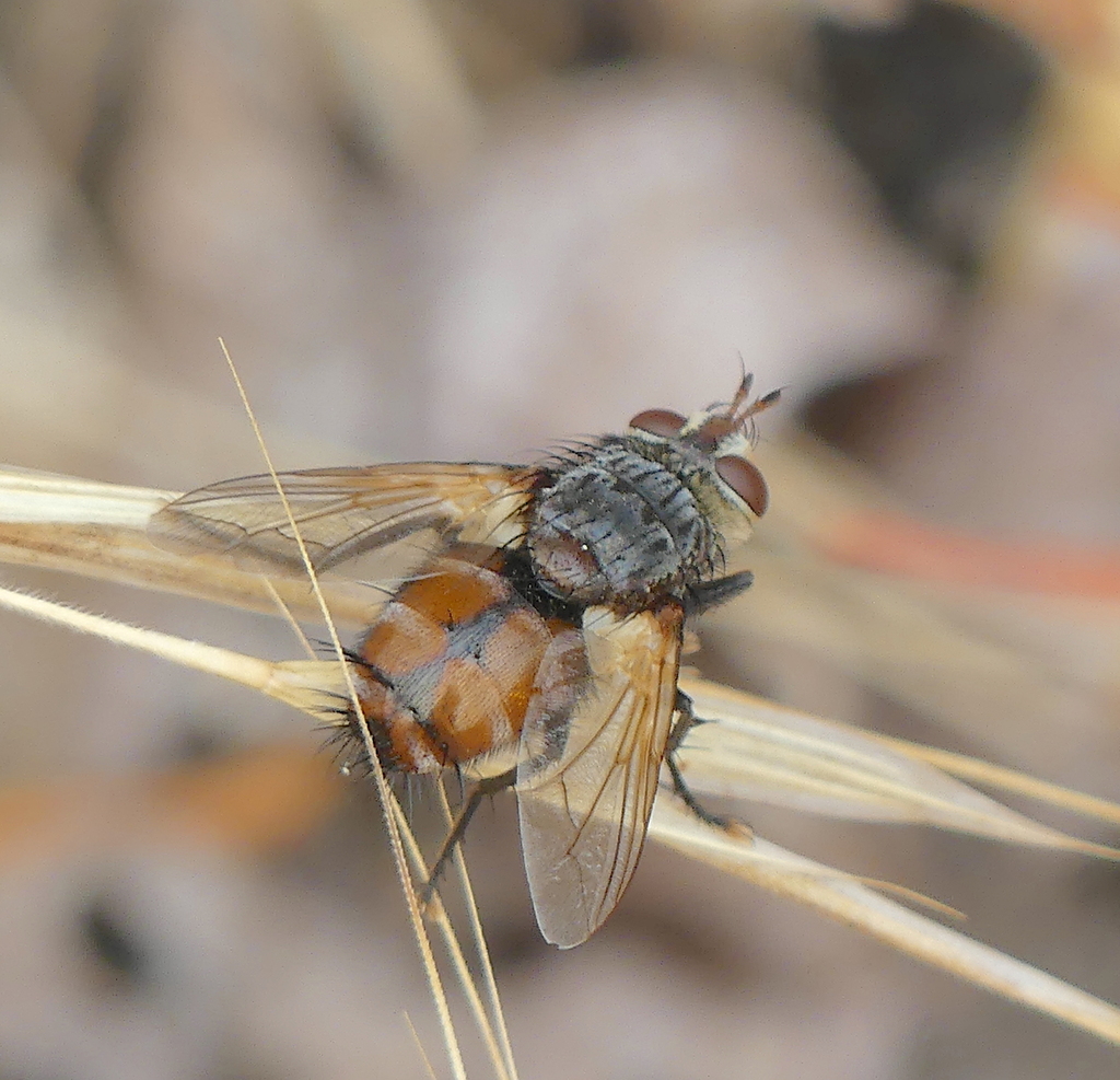 Tachina fera from Klickitat County, WA, USA on September 2, 2022 at 02: ...