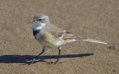 Motacilla capensis capensis