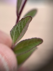 Stevia viscida