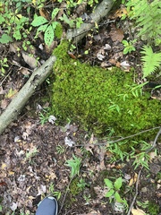 Fissidens taxifolius