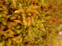 Sphagnum austinii