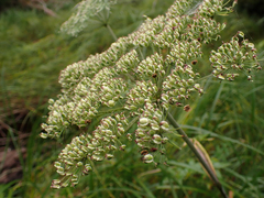 Angelica genuflexa
