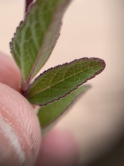 Stevia viscida