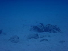 Malacanthus plumieri