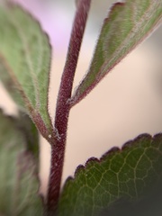 Stevia viscida