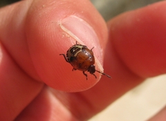 Tritomegas sexmaculatus