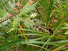Angelica genuflexa