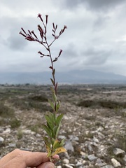 Stevia viscida