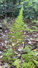 Amauropelta noveboracensis