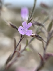 Loeselia coerulea