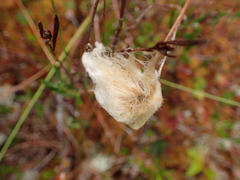 Eriophorum angustifolium