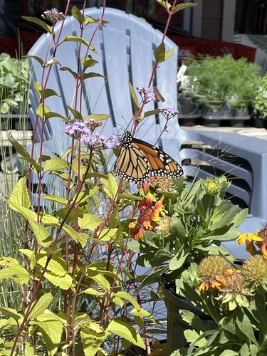 Monarch photographed in South Carolina