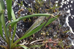 Plantago macrocarpa