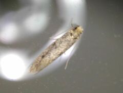 Tineinae