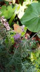 Callophrys xami xami