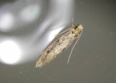 Tineinae