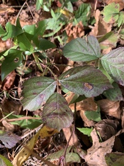 Rubus hispidus