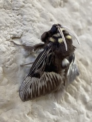 Megalopyge