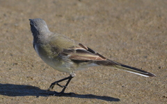 Motacilla capensis capensis