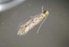 Tineinae