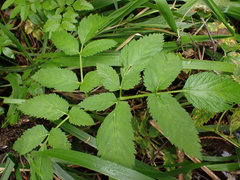 Angelica genuflexa