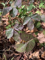 Rubus hispidus