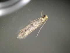 Tineinae