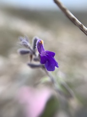 Salvia melissodora