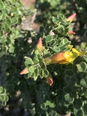 Oxalis virgosa