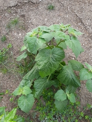 Physalis peruviana