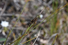 Carex livida