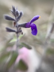 Salvia melissodora