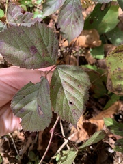 Rubus hispidus