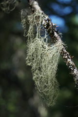 Alectoria sarmentosa