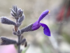 Salvia melissodora