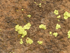 Acarosporaceae