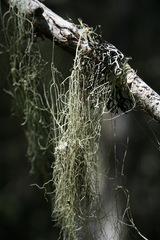 Alectoria sarmentosa