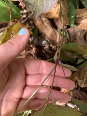 Rubus hispidus