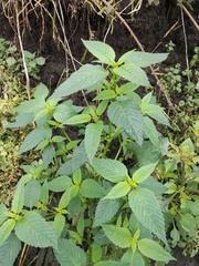 Galeopsis