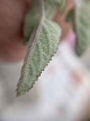 Salvia melissodora