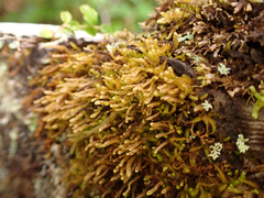 Odontoschisma denudatum